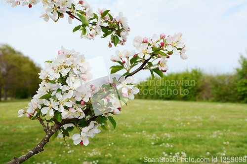 Image of Branch of apple blossom against a green meadow 