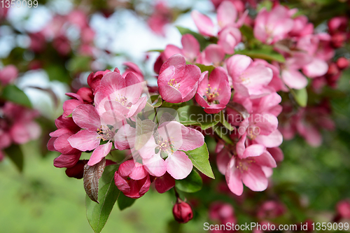 Image of Branch full of blossom with pink petals on a malus