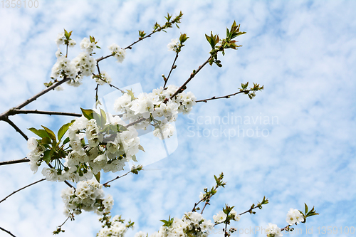 Image of Blossom-covered branches of a Penny cherry tree