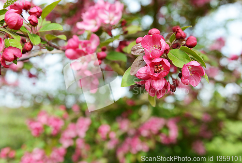 Image of Deep pink blossom flowers on a crab apple tree