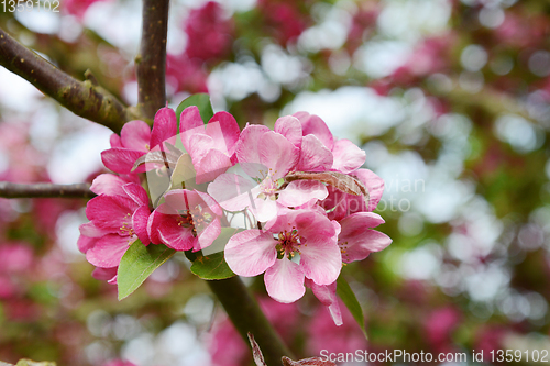 Image of Cluster of pink blossom on a crab apple tree