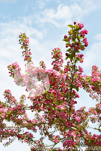 Image of Crab apple tree branches covered in pink blossom