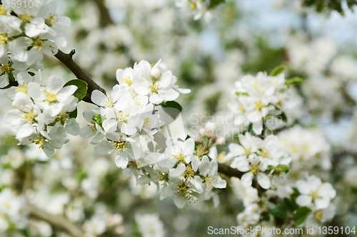 Image of White Malus Rosehip crab apple blossom on a btanch