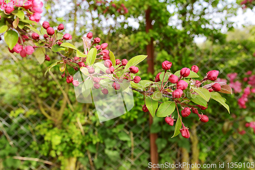 Image of Long tree branch covered with deep pink blossom buds