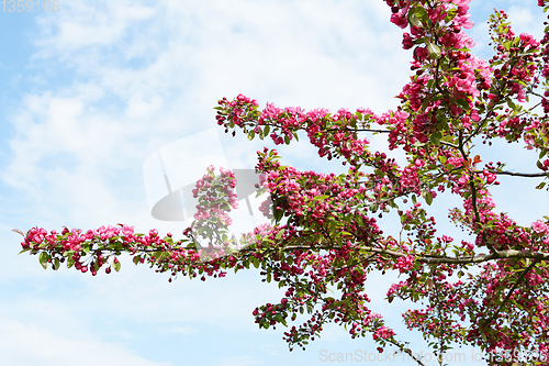 Image of Branches of a crab apple tree covered in abundant blossom