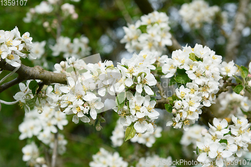 Image of Bright white blossom and verdant foliage of a malus