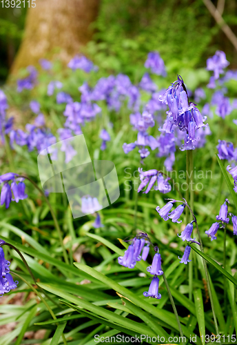 Image of Springtime bluebell flowers grow wild in woodland