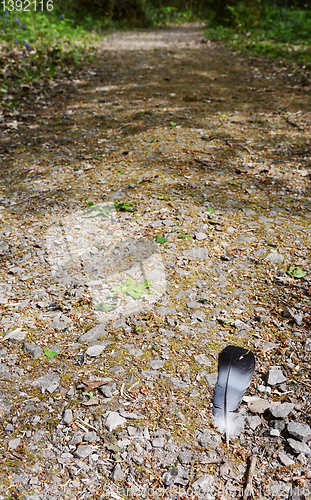 Image of Single feather from a wood pigeon, dropped on a stony path