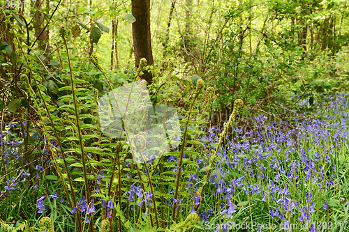 Image of Lush green bracken grows above a sea of bluebells