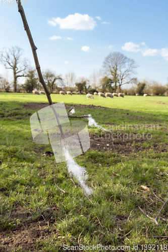 Image of Pieces of sheep wool fleece caught on a tree branch in a farm fi