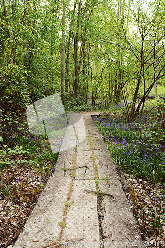 Image of Long wooden plank path leads into lush woodland in springtime