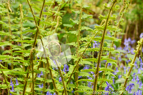 Image of Fiddlehead uncurls at the top of a branch of lush green bracken