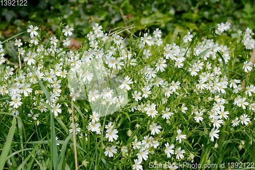 Image of Greater Stitchwort - white wild flowers in a hedgerow