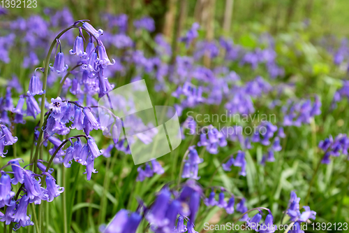 Image of Bluebells against a sea of woodland wild flowers