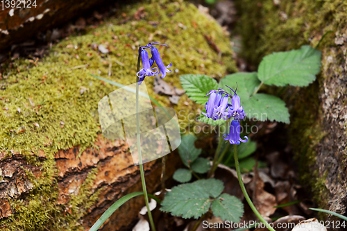 Image of Two bluebells grow in woodland by a mossy log