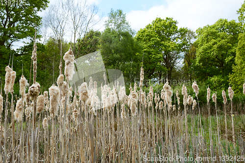 Image of Old bulrush seed heads fall apart above a rural pond