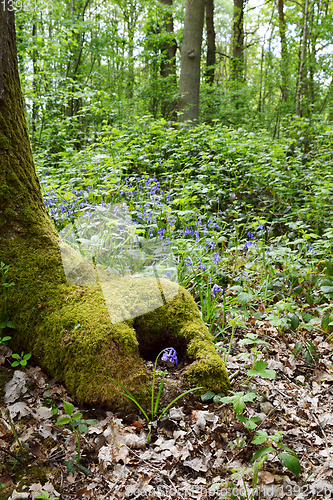 Image of Bluebell grows at the foot of a mossy tree trunk