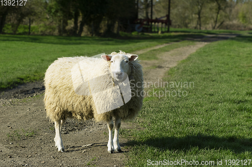 Image of Adult sheep stands in the middle of a farm track in a grassy fie