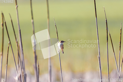 Image of small song bird Sedge warbler, Europe wildlife