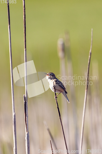 Image of small song bird Sedge warbler, Europe wildlife