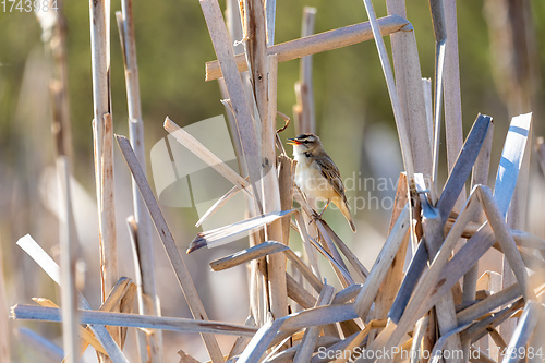 Image of small song bird Sedge warbler, Europe wildlife