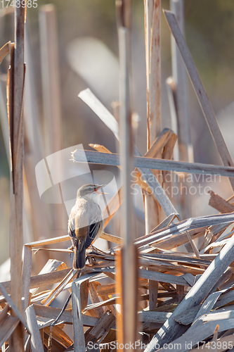 Image of small song bird Sedge warbler, Europe wildlife