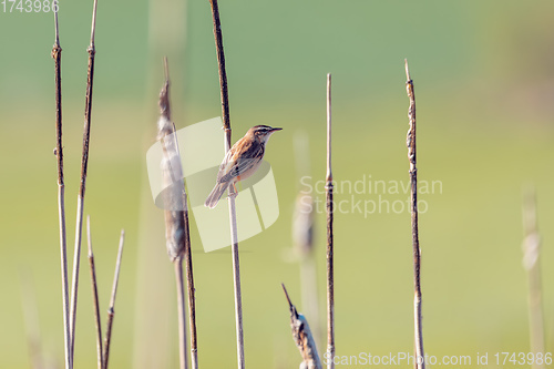 Image of small song bird Sedge warbler, Europe wildlife