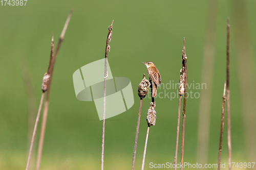 Image of small song bird Sedge warbler, Europe wildlife