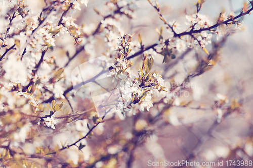 Image of Midland hawthorn white flowering tree