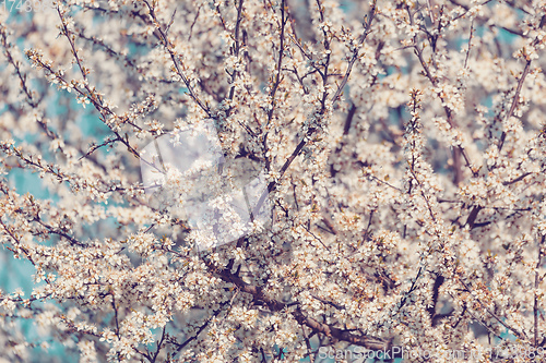 Image of Midland hawthorn white flowering tree