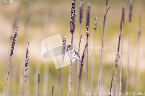 Image of Common reed bunting female on the branch