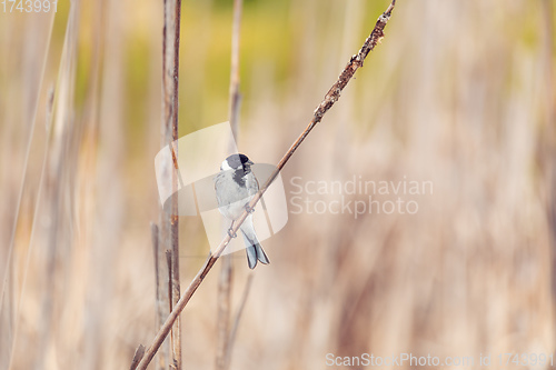 Image of Common reed bunting female on the branch