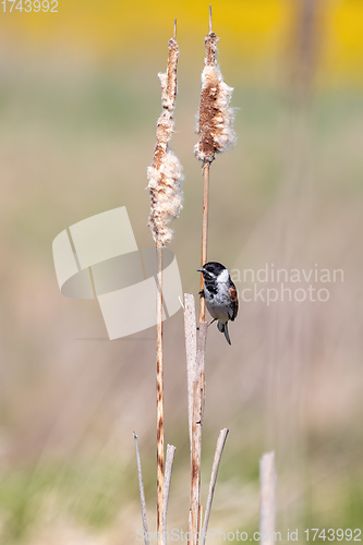 Image of Common reed bunting female on the branch