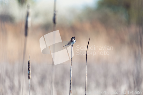 Image of Common reed bunting female on the branch