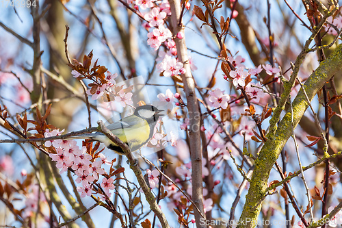 Image of Eurasian blue tit in the nature