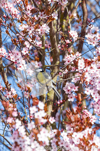 Image of Eurasian blue tit in the nature