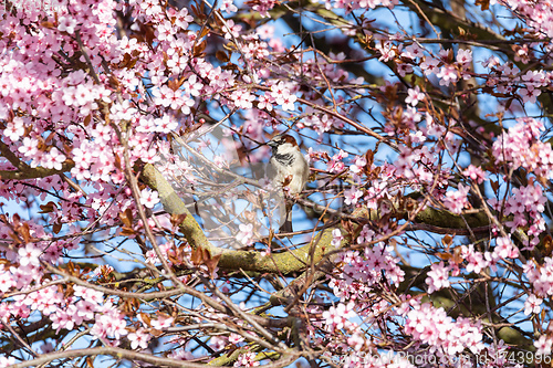 Image of Eurasian blue tit in the nature