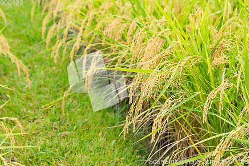 Image of Rice farm