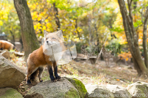 Image of little fox