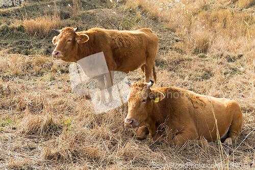 Image of Cow in the field