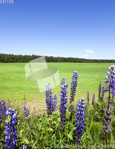 Image of lupine flower