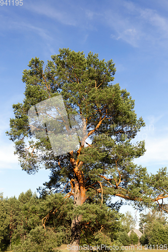 Image of High pine forest