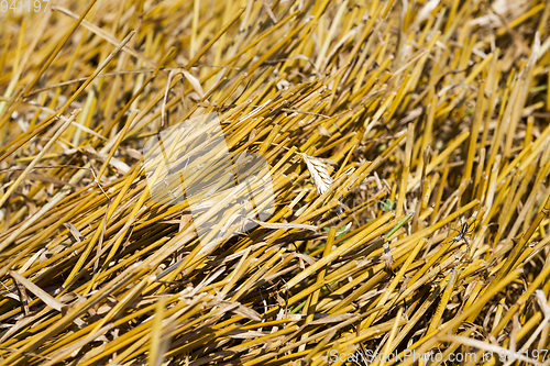 Image of Beveled stalks of wheat closeup