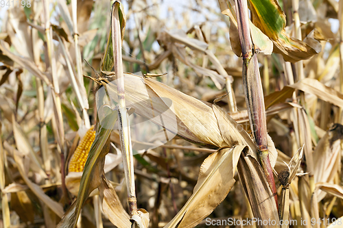 Image of Ripe yellow corn