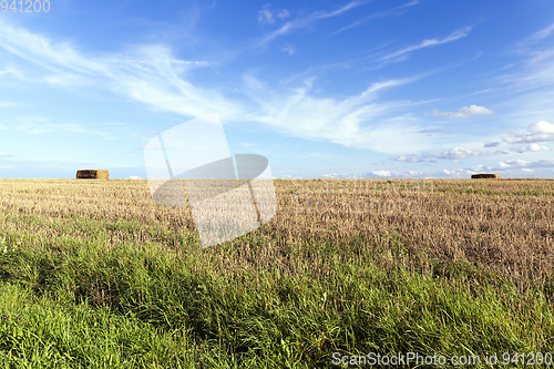 Image of straw after harvest