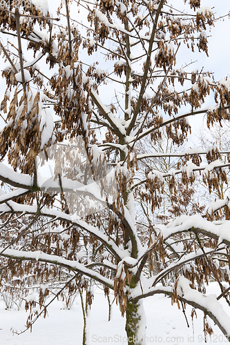 Image of trees covered with snow