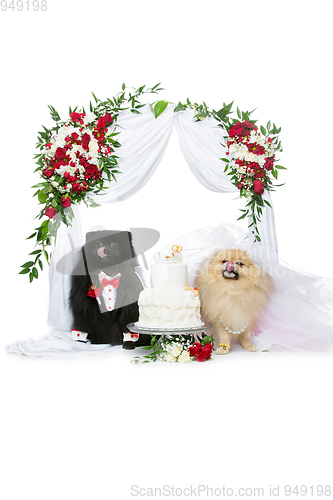 Image of dog wedding couple under flower arch