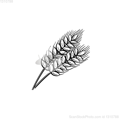 Image of Wheat hand drawn sketch icon.