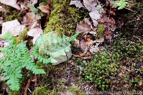 Image of Green bracken leaves among moss and dry leaves