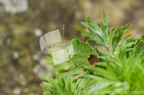 Image of Green shield bug, native to Great Britain